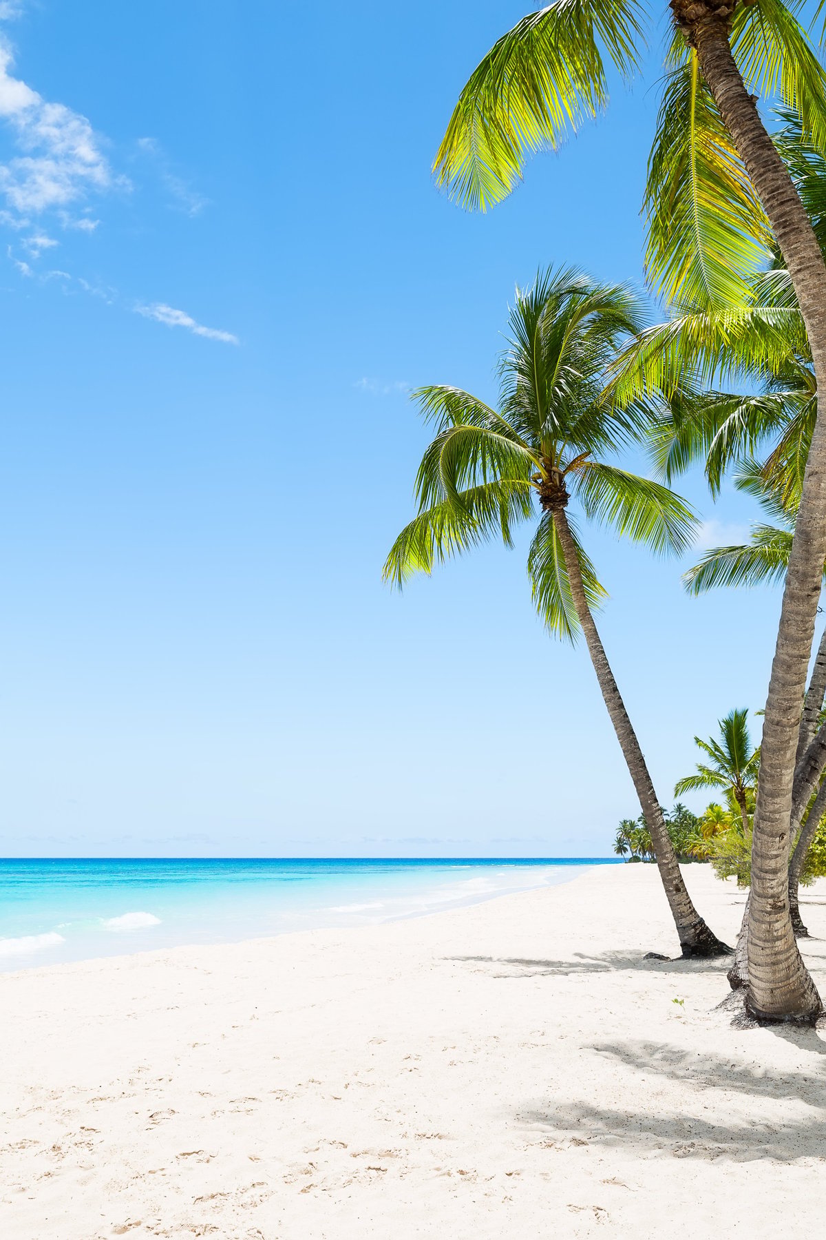 Amazing white sand beach with coconut palm trees and Caribbean sea shore on Saona island in Dominican Republic