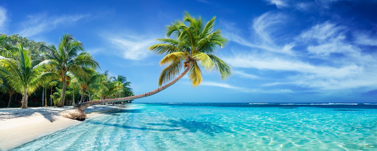 Kokospalme über dem Meer